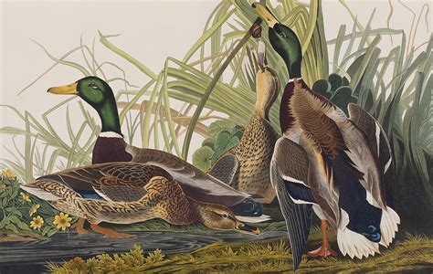 Mallard Duck Painting By John James Audubon Fine Art America
