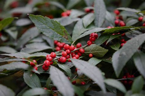 How To Grow And Care For Winterberry Holly