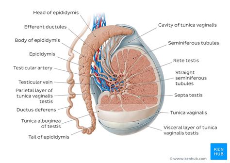 Testicular Anatomy Structur Testis Diagram Showing Network Semineferous The Best Porn Website