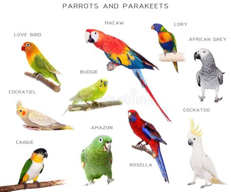Parrots And Parakeets Education Set Stock Photo Image Of Wildlife