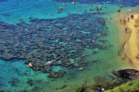 Ultimate Guide To Hanauma Bay Snorkeling Spotlight Hawaii