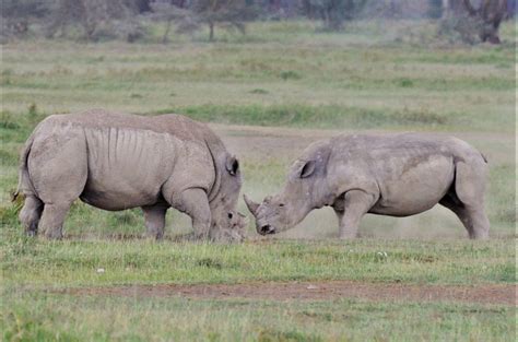 Lake Nakuru White Rhinos Fighting Over A Piece Of Grass Kenya