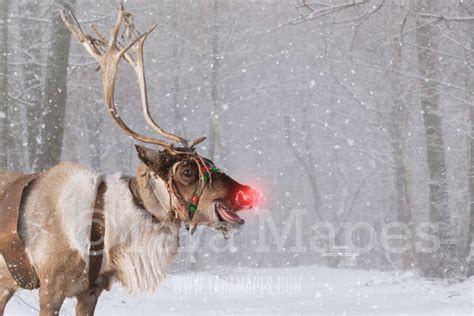Smiling Reindeer In Snow By Pine Trees Free Snow Overlay Snowy Scene