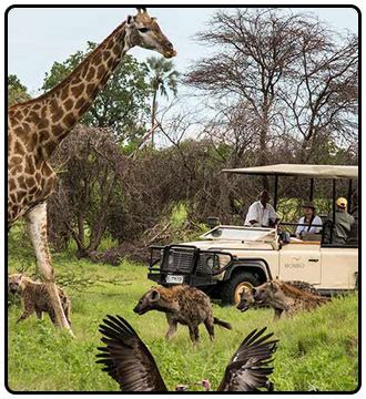 List of nature companies and services in zimbabwe. Temba safaris