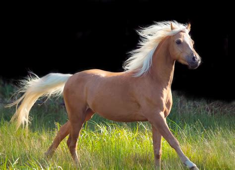 The Palomino Horse Breeds History Origin And Cost 2020