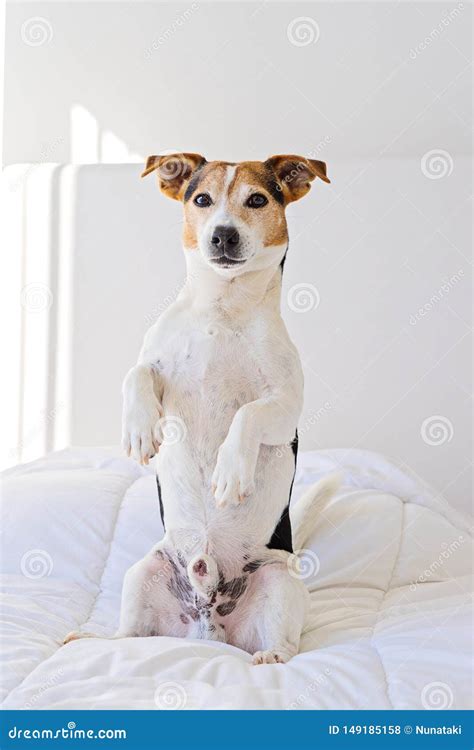 Closeup Portrait Of Cute Jack Russell Dog Sit Pretty On Bed Stock Photo