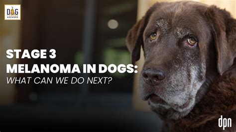 Stage 3 Melanoma In Dogs What Can We Do Next Dr Nancy Reese Qanda