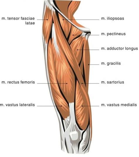 Vastus Medialis Google Search Upper Leg Muscles Leg Muscles