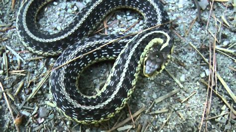Ornery Eastern Garter Snake Sudbury Ma Youtube