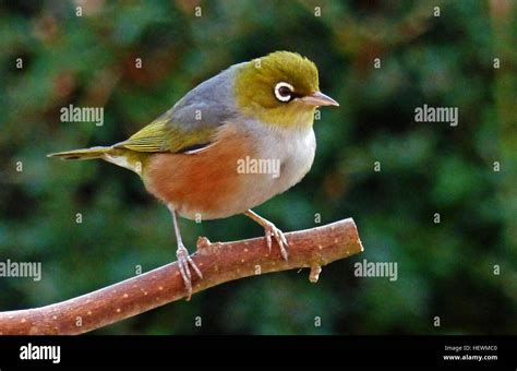Silvereye Photo Hi Res Stock Photography And Images Alamy