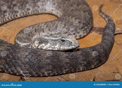 Common Death Adder Stock Image Image Of Snake Australian 228408083