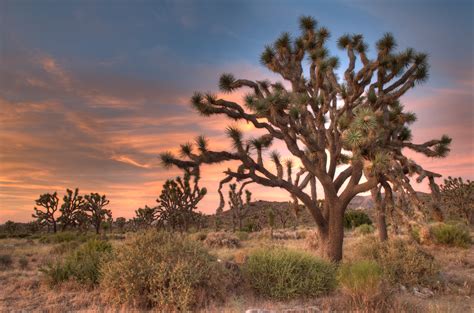 Joshua tree national park has three entrances: Joshua Tree Wallpapers High Quality | Download Free
