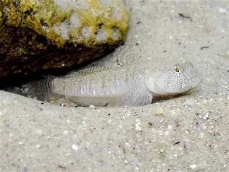 Fun Marble Goby Facts For Kids Kidadl