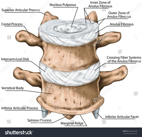 Intervertebral Disc Anatomy