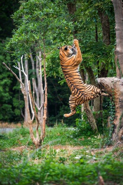Tiger Jumping Photo Premium Download