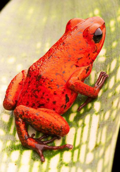 Wall Art Photograph Red Strawberry Poison Dart Frog By Dirk Ercken