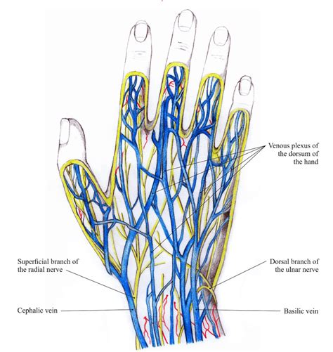 Veins And Nerves Of The Hand Dorsum Download Scientific Diagram