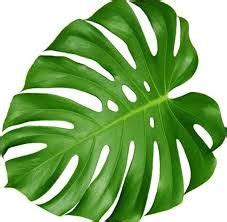Tropical Leaf Monstera Plant isolated on white | Leaf monstera, Tropical leaves, Monstera plant