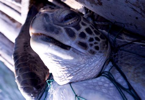 Tens Of Thousands Of Endangered Sea Turtles Are Being Caught And Killed