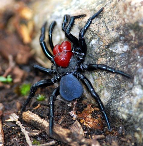 The Red Headed Mouse Spider Missulena Occatoria Is Found Almost