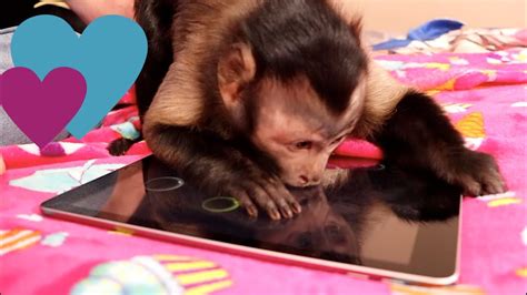 Monkey Playing On The Ipad And Monkey Fun Youtube