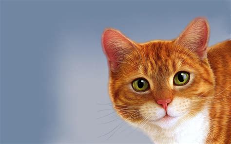 Welcome stranger, you can login. Orange Cat Wallpapers - Wallpaper Cave