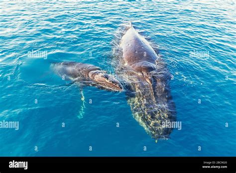 Humpback Whales Mother And Calf Megaptera Novaeangliae Queensland