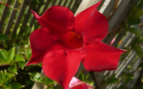 Dipladenia Red For Sale North Fort Myers