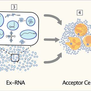 Forms Of RNAs In The Extracellular Space RNAs Are Packaged And
