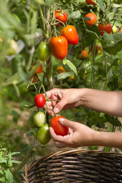 How To Harvest The Garden To Get The Most From Your Crops