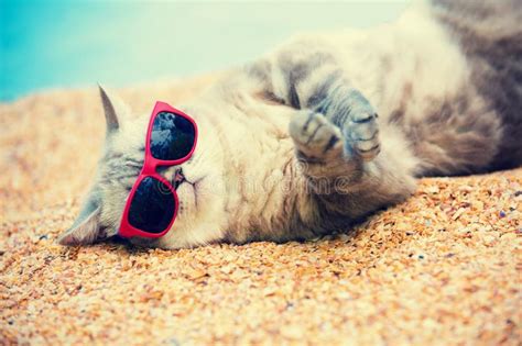 Cat Relaxing On The Beach Stock Image Image Of Faces
