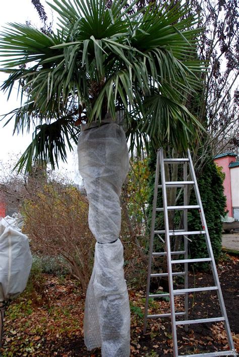 Wir haben 5 frucht smoothies, 1 green smoothie, 1 creamie, 4 säfte, 2… Palmen im Garten: So kannst du sie überwintern (mit ...