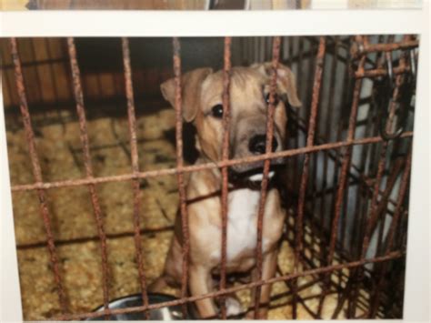 Officials 22 Indicted In Multistate Dog Fighting Ring Wbal Newsradio