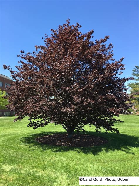 Horse Chestnut And Copper Beech Two Favorite Trees Uconnladybugs Blog