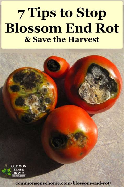 Prevent Blossom End Rot In Tomatoes With These 15 Tips