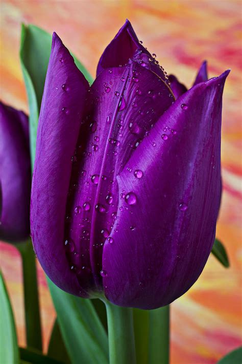 Purple Tulip Photograph By Garry Gay Pixels