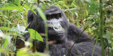Bwindi Impenetrable National Park Wildlife Location In Uganda Africa