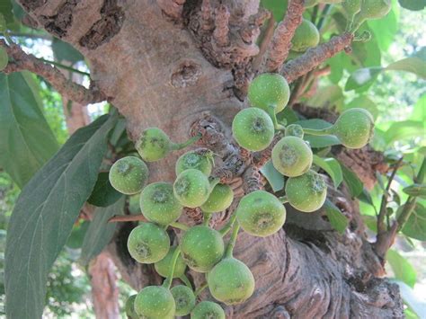 Cupania Hispida Care And Growing Guide Earthandjungle In 2023 Ficus