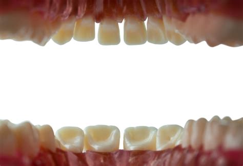 Premium Photo Inside View Of Mouth And Teeth