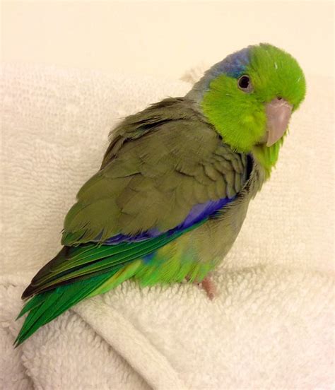 Green Male Pacific Parrotlets Flickr Photo Sharing