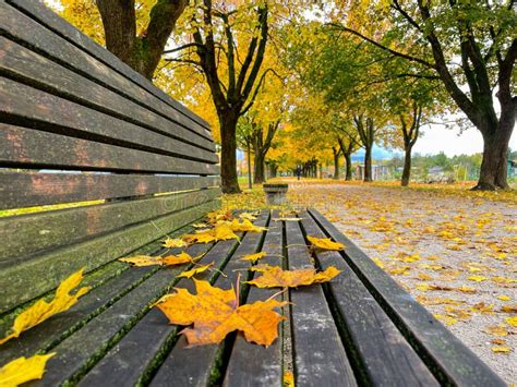 Close Up Colorful Autumn Colored Fallen Leaves Lie On The Wooden Park