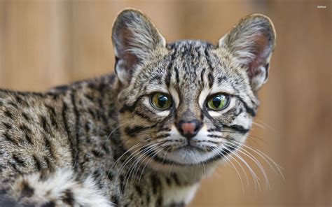 Wild Cat Wallpapers 70 Background Pictures