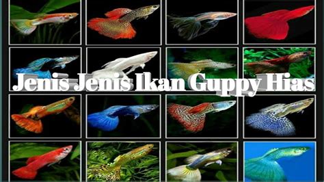 Ikan guppy red mozaic merupakan jenis ikan guppy yang berasal dan hasil dari pembudidayakan ikan guppy di singapore. 11 Jenis Ikan Guppy Paling Diminati Untuk Dipelihara - YouTube