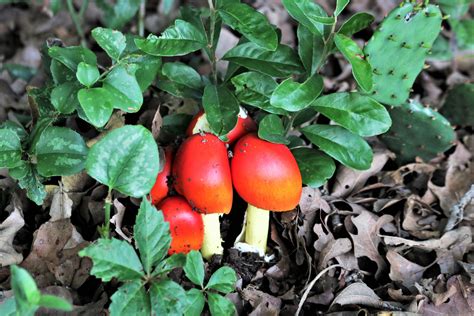 Orange Amanita Mushrooms In Leaves Free Stock Photo Public Domain