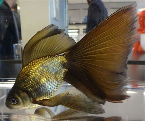 Veiltail Goldfish Characteristics Diet Breeding