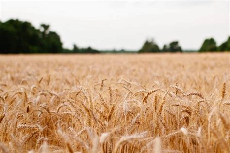 Wheat Prices To Increase Slightly Coarse Grains Unchanged Abares