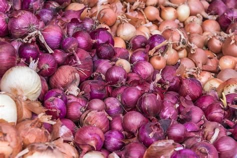 Large Yellow & Red Onions : Free Picture for Your Blog or Web Article