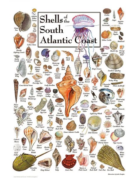 Sea Shells Of The South Atlantic Coast Shells Seashell Crafts Sea