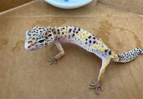 Sign Your Leopard Gecko Have Parasites Infection