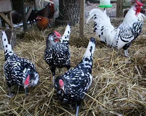 Are there any silver spangled hamburgs for sale? Meet our Farm Animals | Morvern Valley